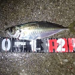 よせばいいのに・・・強風下・・・やらかした