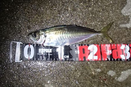 よせばいいのに・・・強風下・・・やらかした