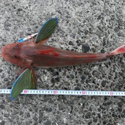 ホウボウ50ｃｍ　1匹