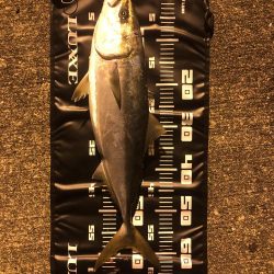 シーバス狙いでメジロ