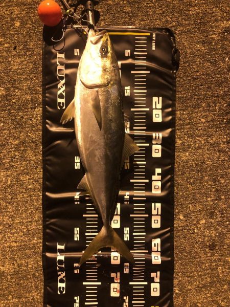 シーバス狙いでメジロ