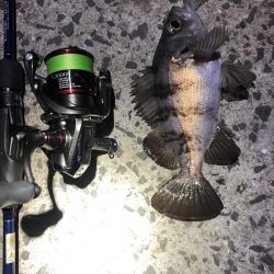 メジャーポイント メバリング