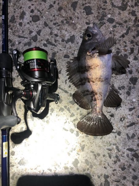 メジャーポイント　メバリング