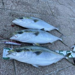 メジロ3匹/マイワシの大群