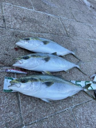 メジロ3匹/マイワシの大群