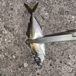 寒さに耐えてランガン