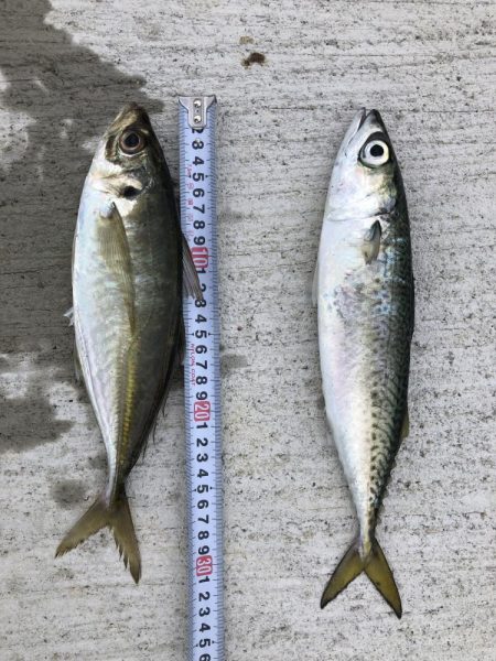 まぁなんとか尺アジ、サバ