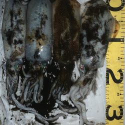 月夜のナイトエギング!3連発からの1発 合計1810キロ