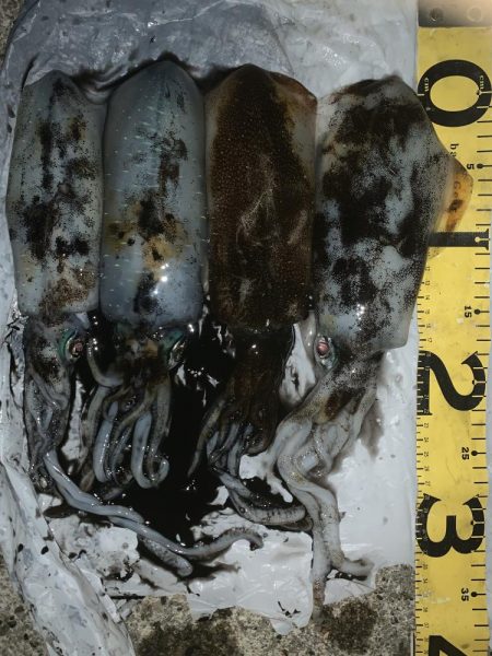 月夜のナイトエギング！３連発からの1発　合…