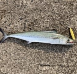 ショアジギング