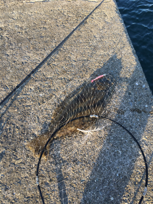 昨日に続いてヒラメゲット