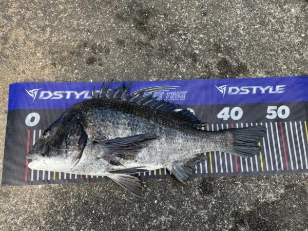 イチノ兄弟、釣果！