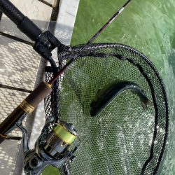 かめプー　本年最終日