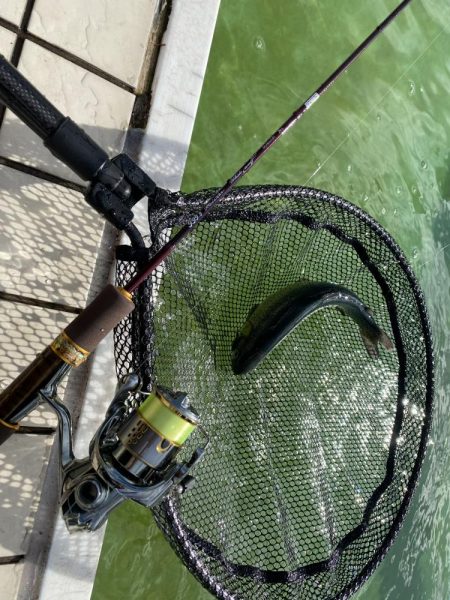 かめプー　本年最終日