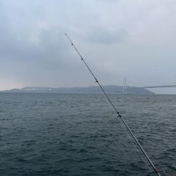 久しぶりのイワシっ子