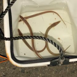 名古屋港でアナゴ釣り