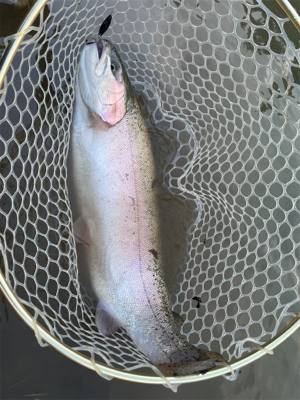 蛇尾川フィシングエリア