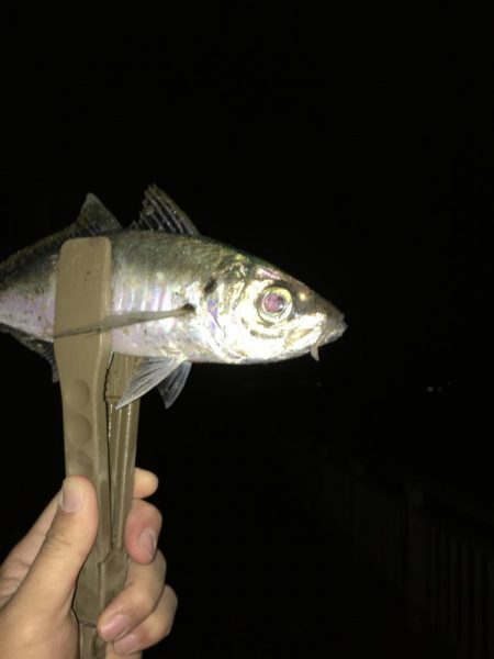 一人ぼっち釣行