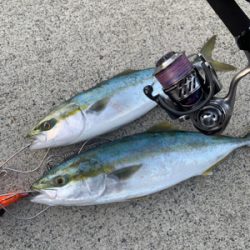 今日もなんとかハマチを。