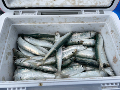 豊浜　イワシ祭り2021