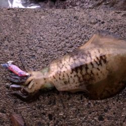 大潮&朝まずめの恩恵