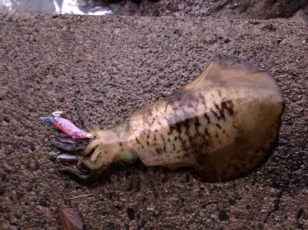 大潮&朝まずめの恩恵