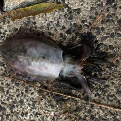 朝まずめの恩恵