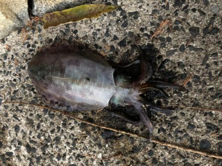 朝まずめの恩恵