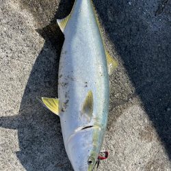 念願のメジロゲット!