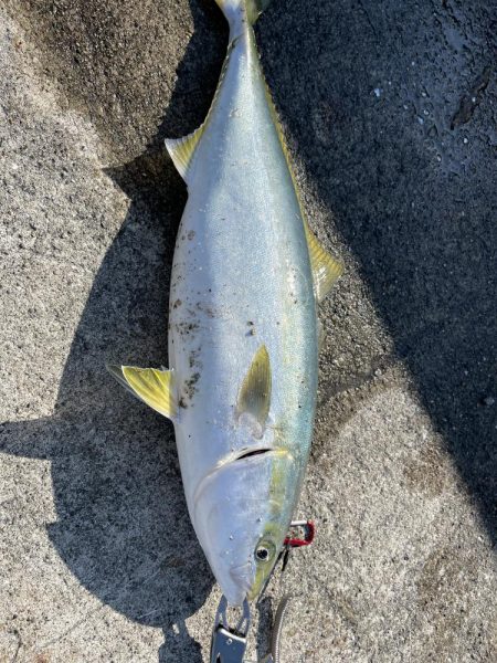 念願のメジロゲット！