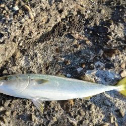 何やら青物連れた!?