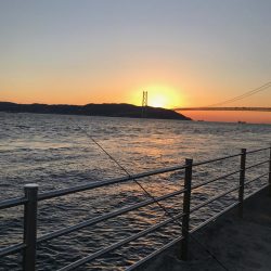 イワシっ子その2