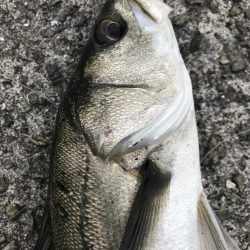 マイクロパターン