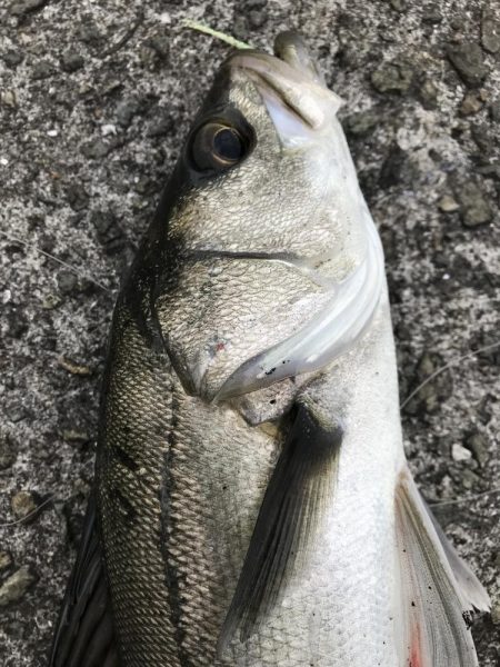 マイクロパターン