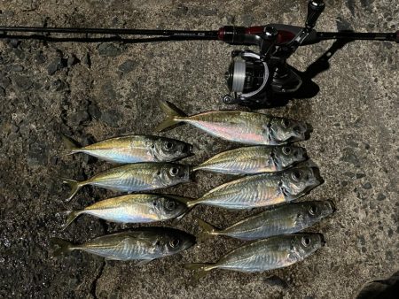 まだ豆がいっぱい