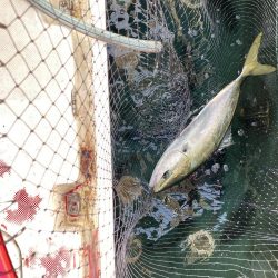 オフショアジギング