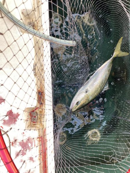 オフショアジギング