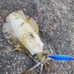 今年最後のエギング