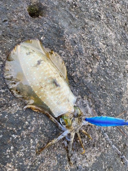 今年最後のエギング