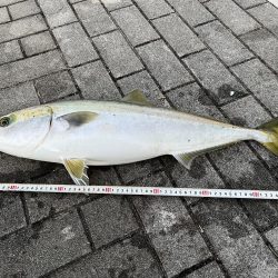 コスモのメジロ