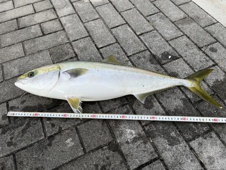 コスモのメジロ