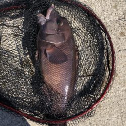 はじめてのコブダイ