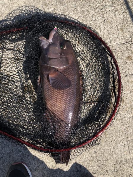 はじめてのコブダイ