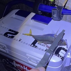 ジグ単deアジング?かろうじて居ました