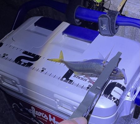 ジグ単deアジング?かろうじて居ました