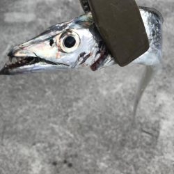 ショアジギングで太刀魚、カマス、アジGET