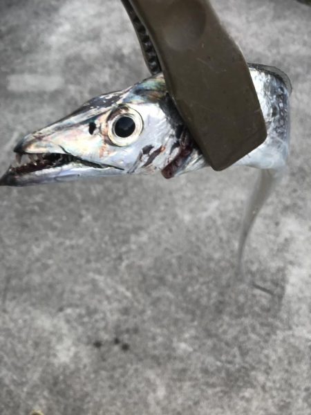 ショアジギングで太刀魚、カマス、アジGET…