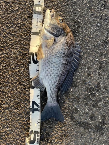 イチノ兄弟、釣果！