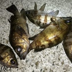 エビ撒き釣りで21㎝含む5匹のメバル