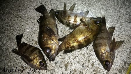 エビ撒き釣りで21㎝含む5匹のメバル